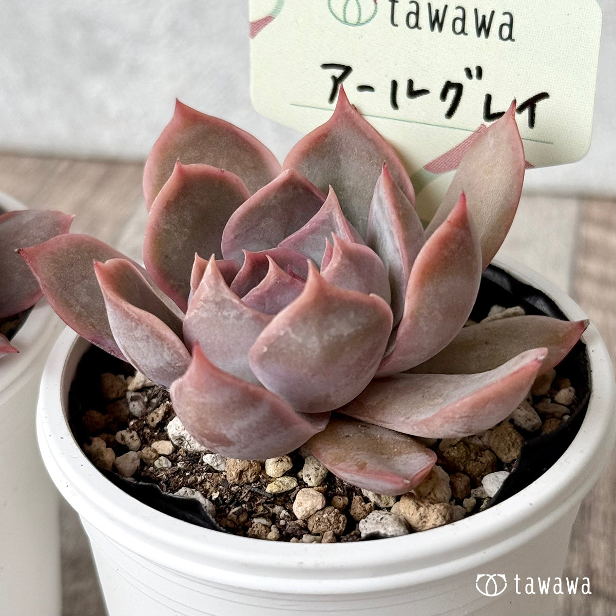 アールグレイ【tawawaハウス苗】