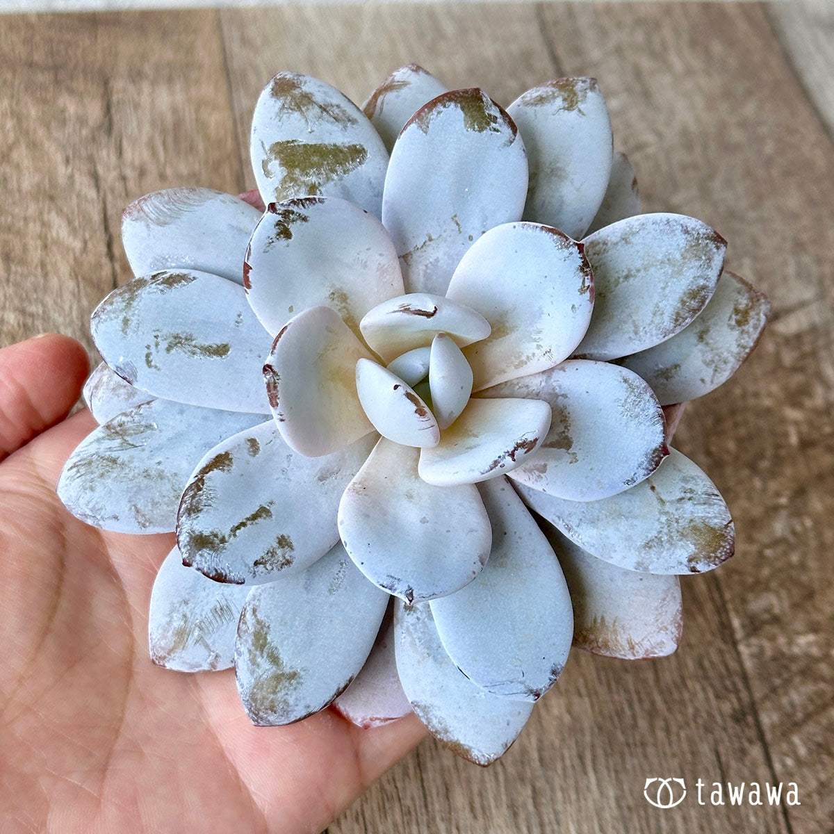 라위