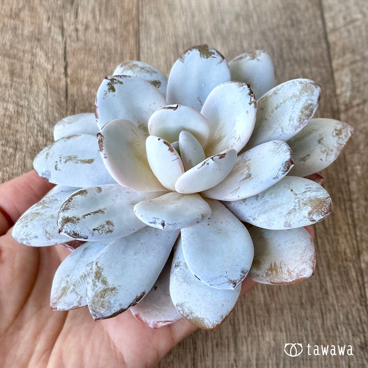 라위