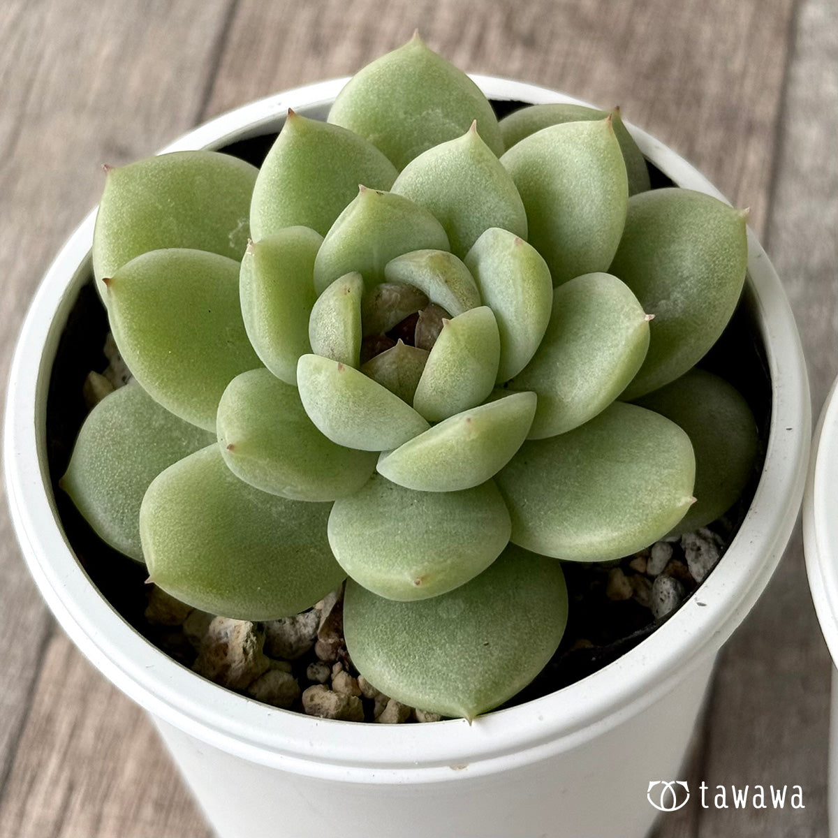 ロッシ【tawawaハウス苗】