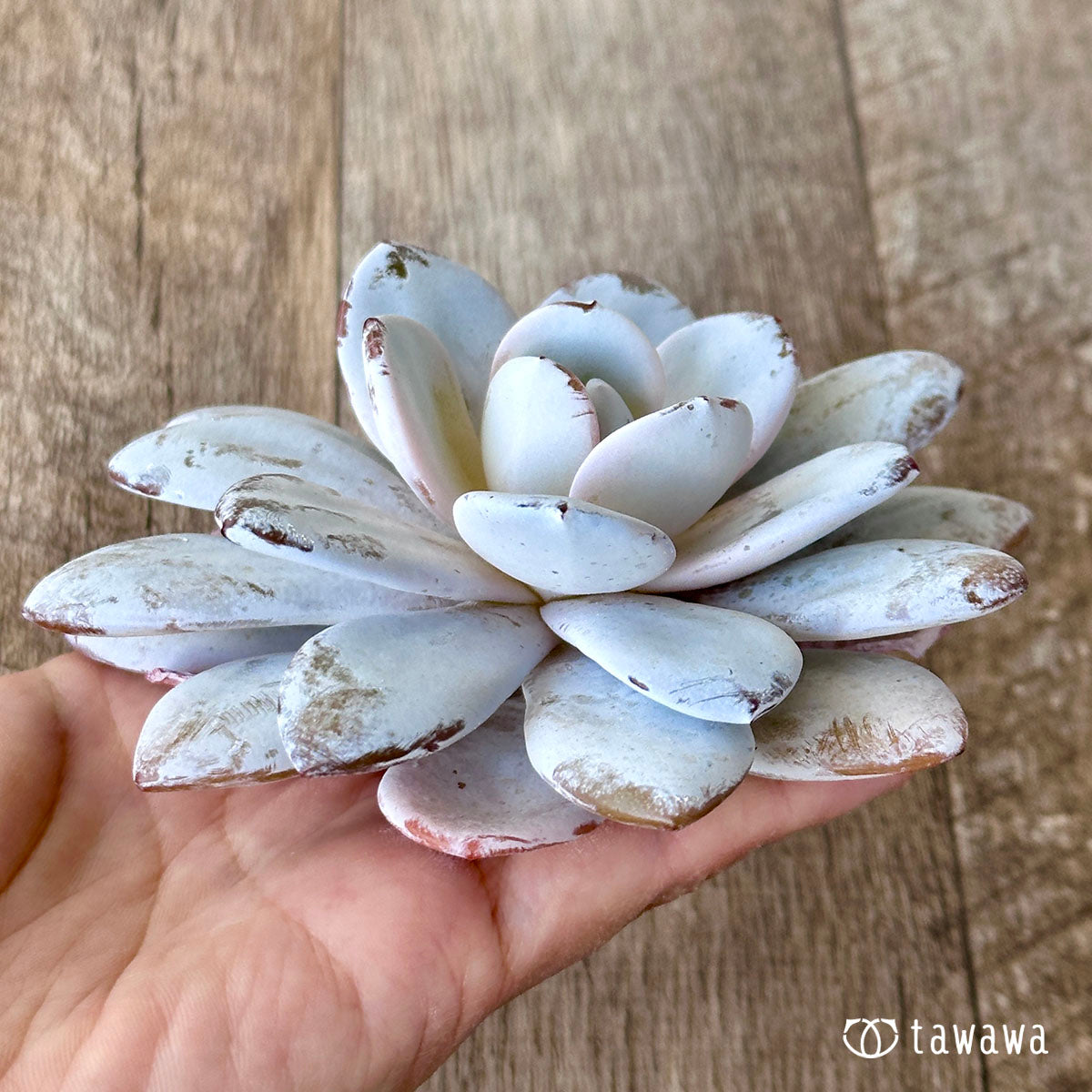 라위