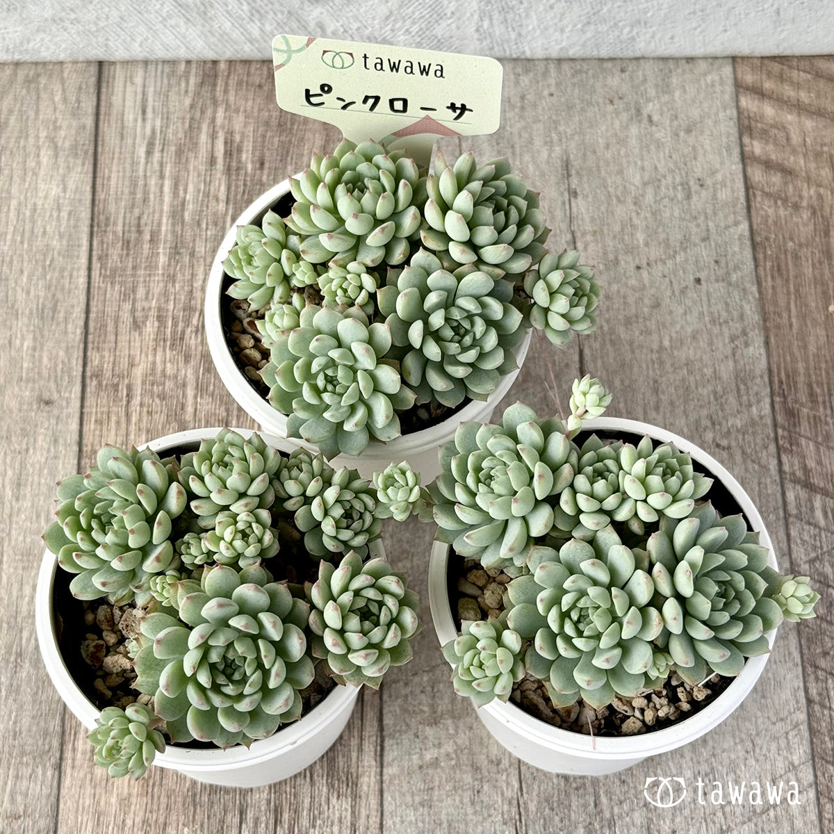 *新発売* ピンクローサ(エアーマジック農園)【tawawaハウス苗】