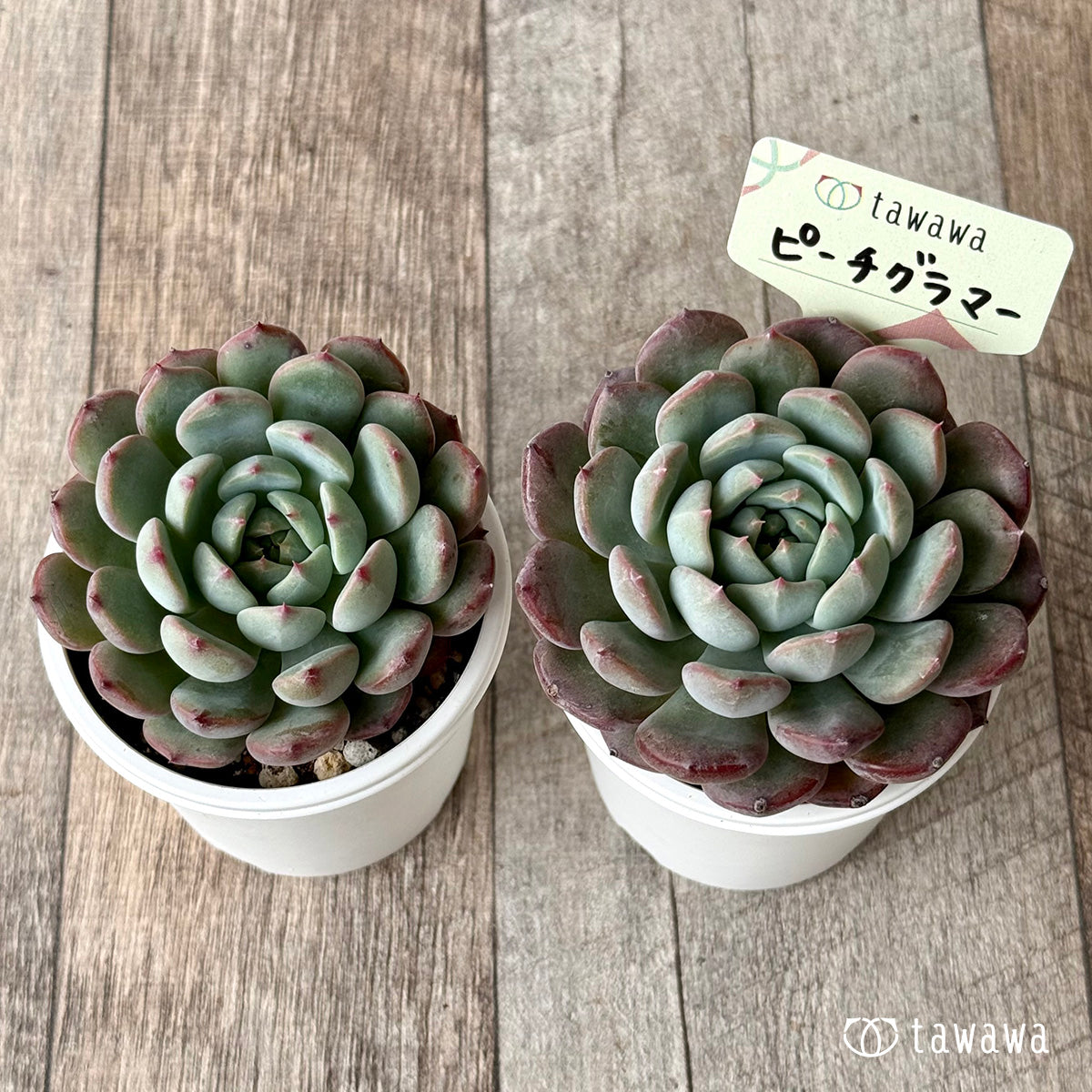 *新発売* ピーチグラマー(エアーマジック農園)【tawawaハウス苗】