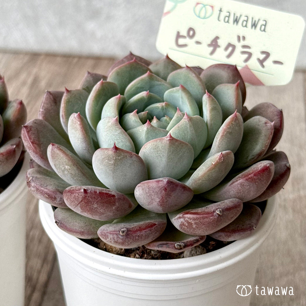 *新発売* ピーチグラマー(エアーマジック農園)【tawawaハウス苗】
