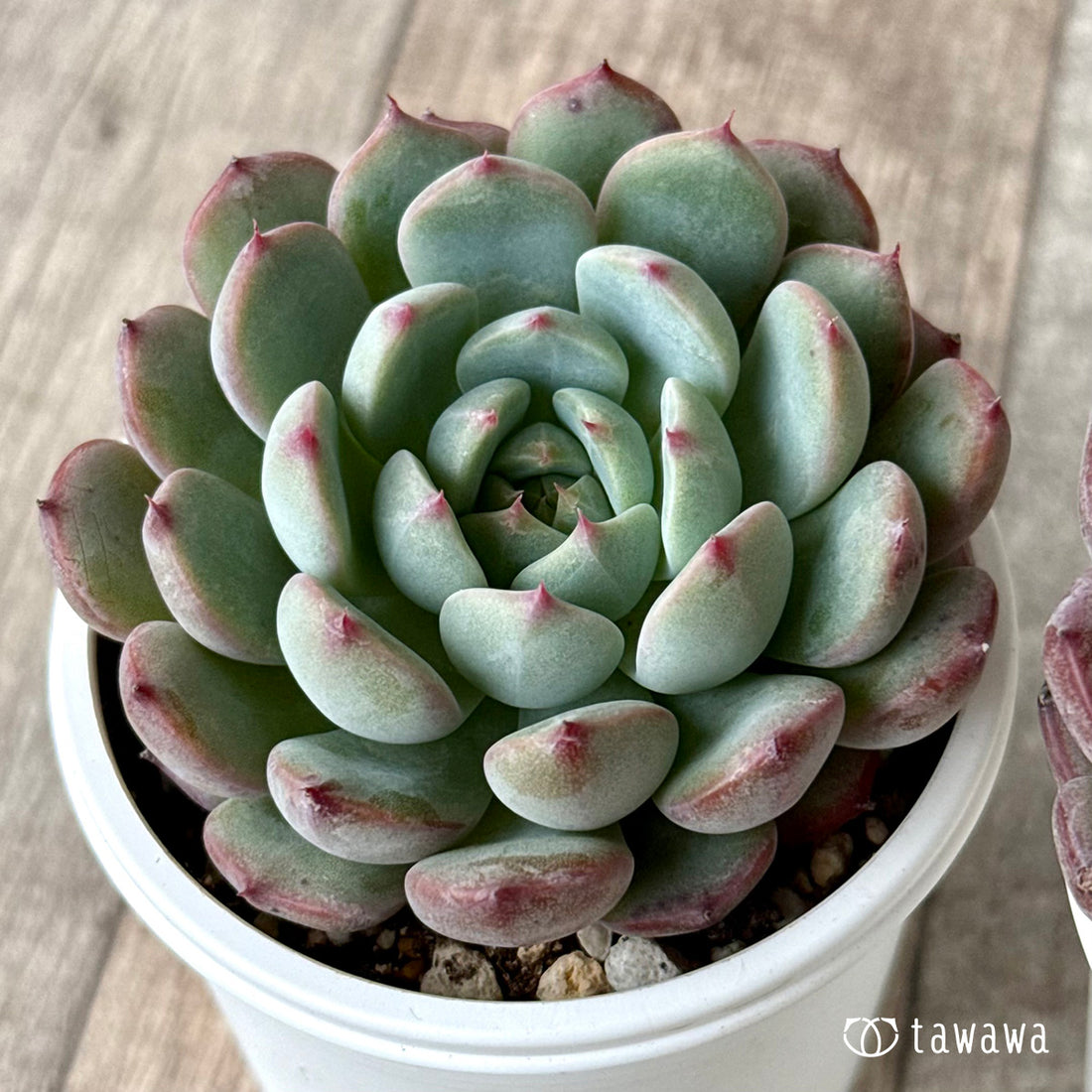 ピーチグラマー(エアーマジック農園)【tawawaハウス苗】