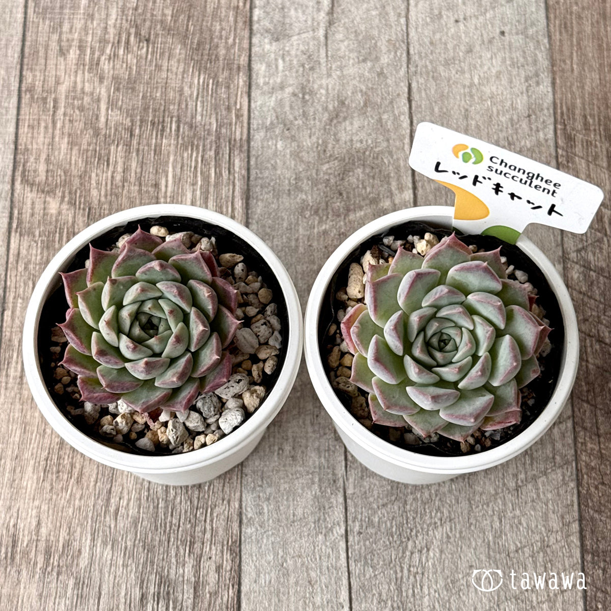 レッドキャット(チャンヒー農園)【tawawaハウス苗】