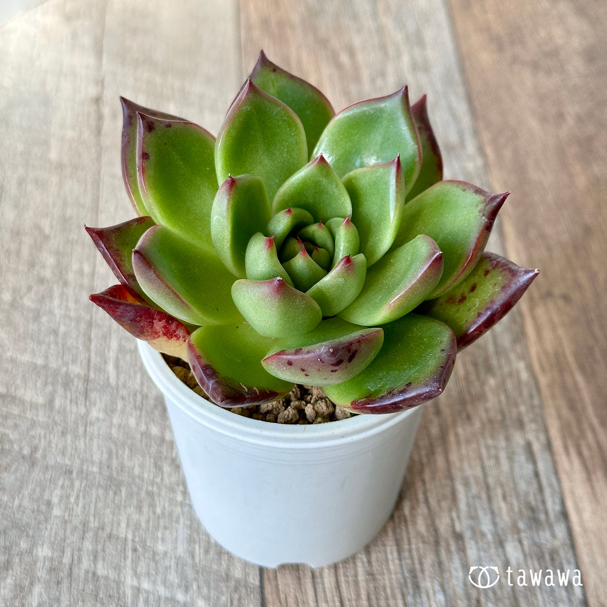 Romeo (Red Ebony)