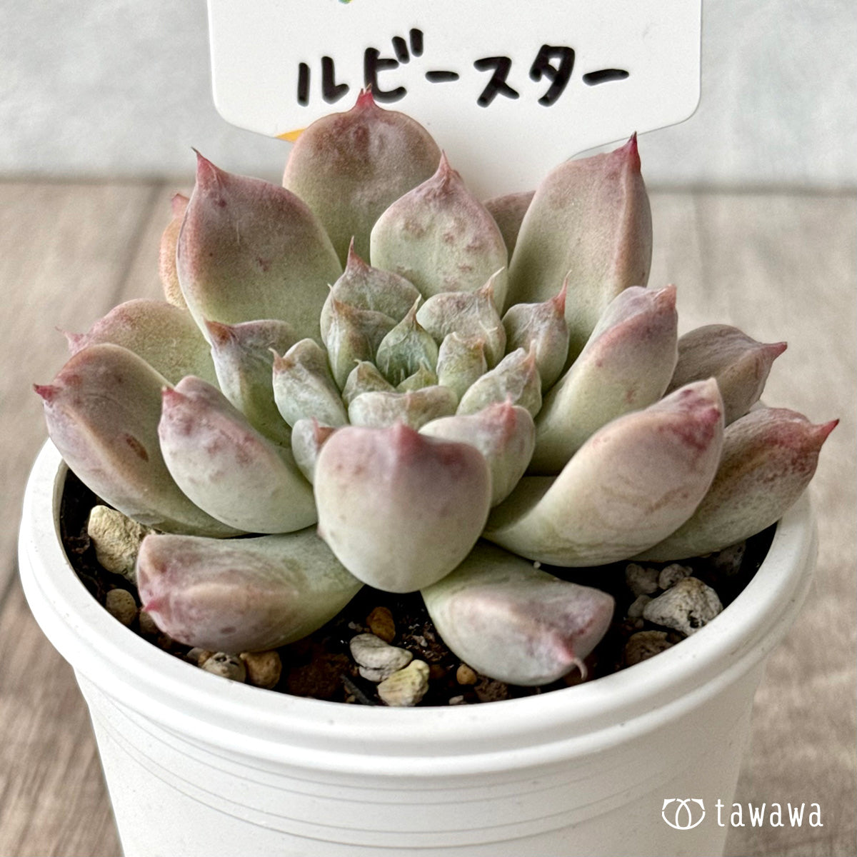 ルビースター(チャンヒー農園)【tawawaハウス苗】