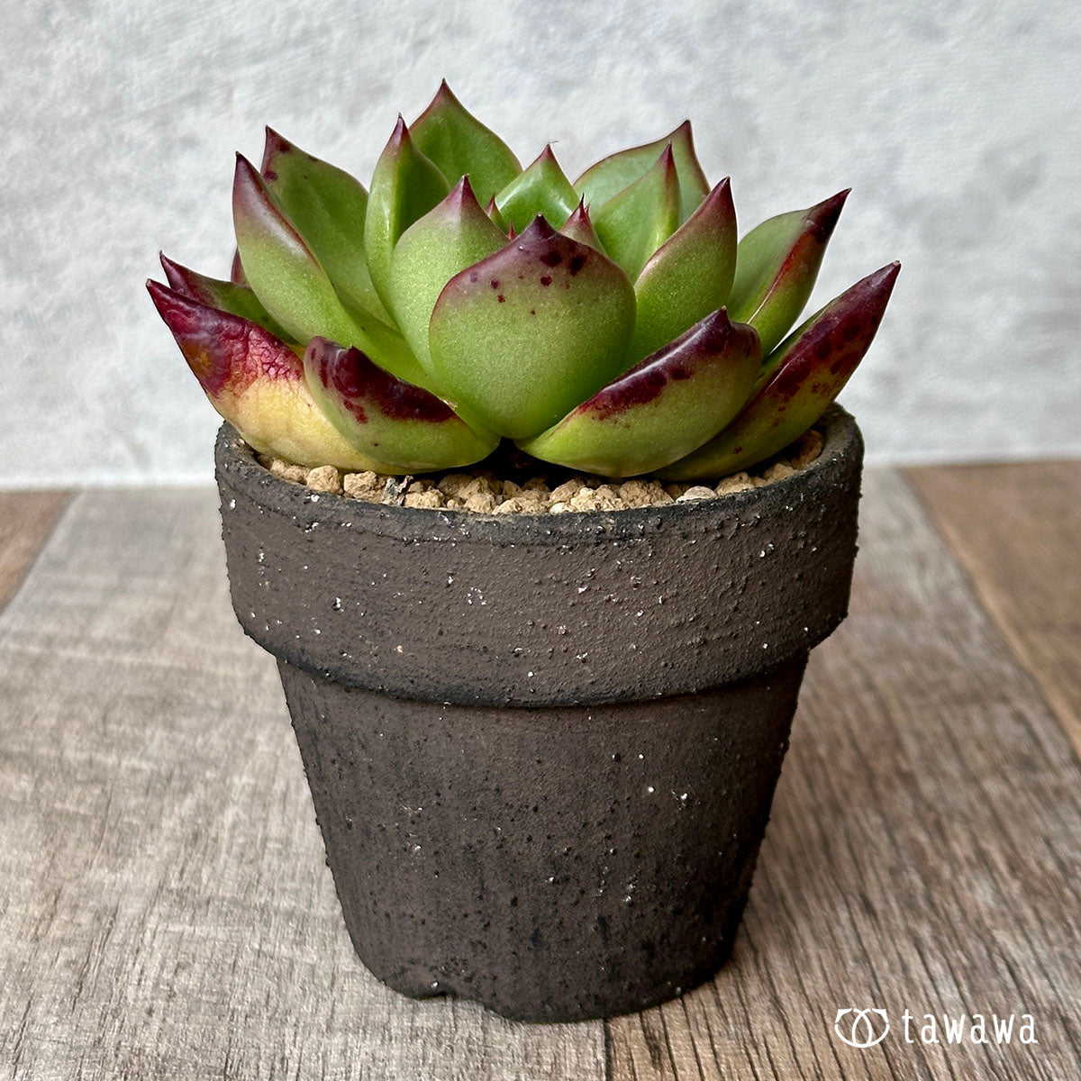 Romeo (Red Ebony)