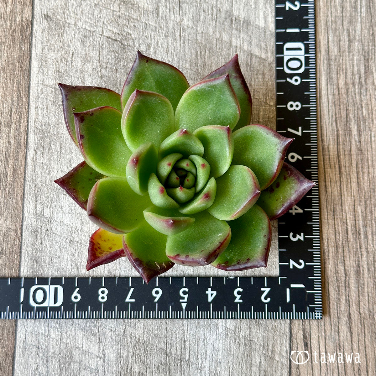 Romeo (Red Ebony)