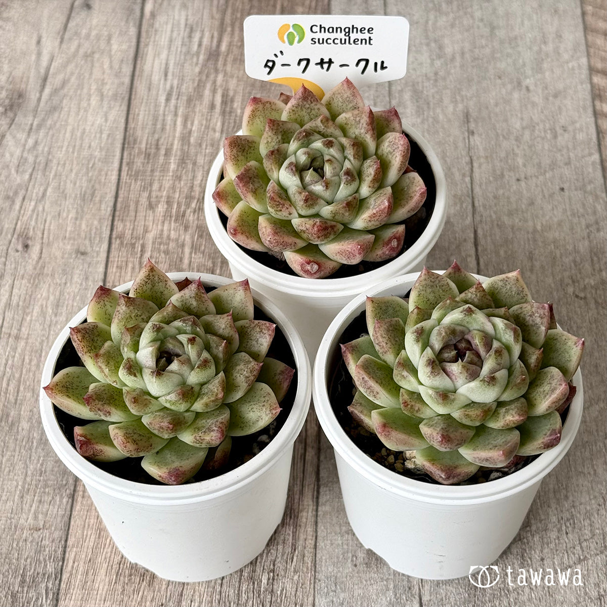ダークサークル(チャンヒー農園)【tawawaハウス苗】