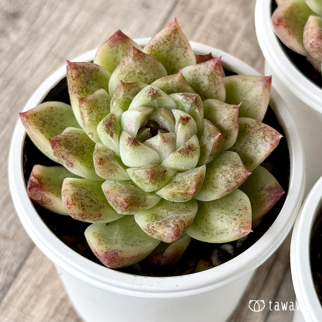 ダークサークル(チャンヒー農園)【tawawaハウス苗】