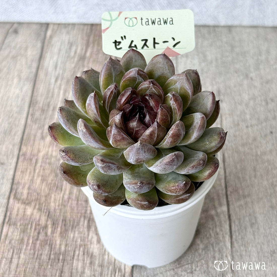 *新発売* ゼムストーン【tawawaハウス苗】