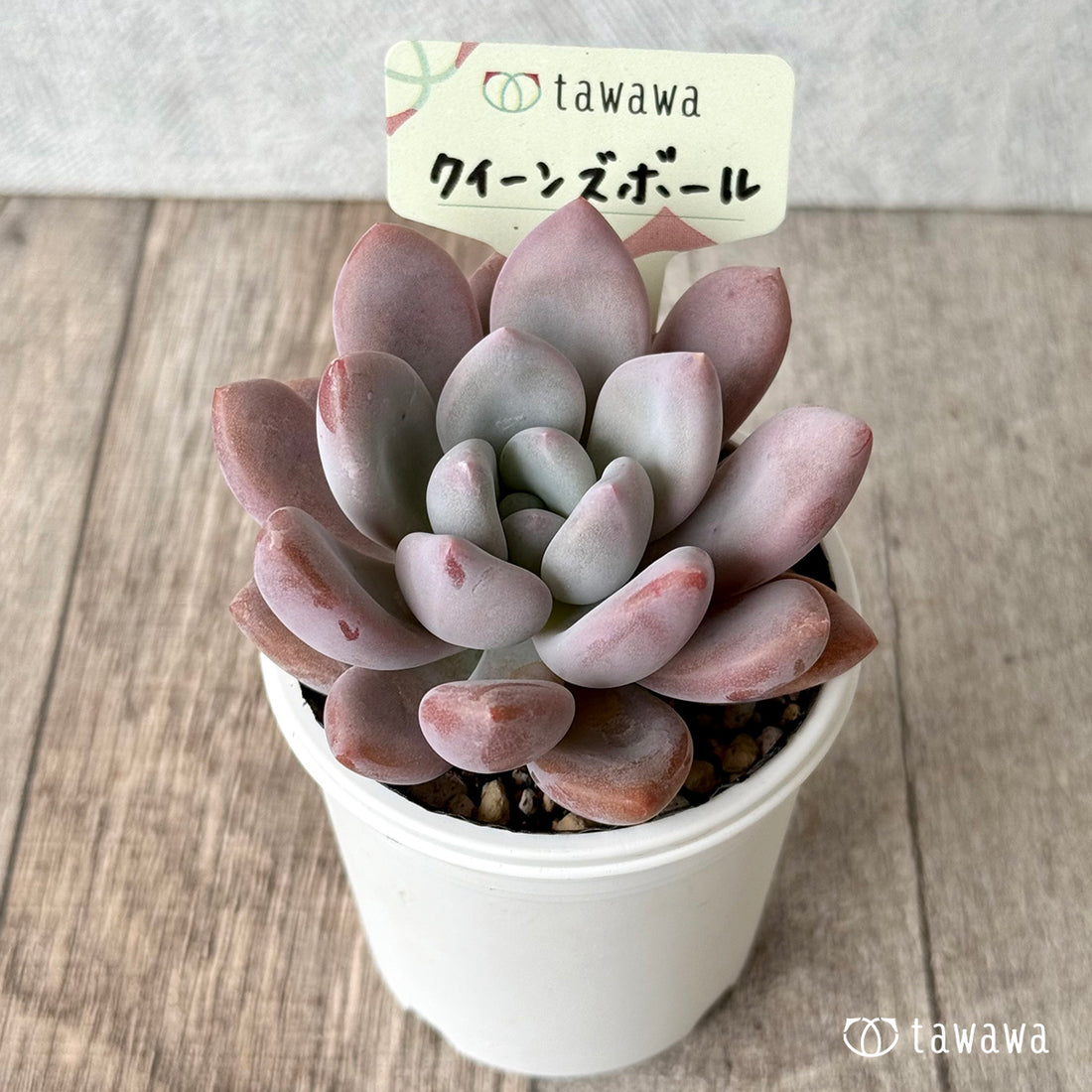 クイーンズボール(エアーマジック農園)【tawawaハウス苗】