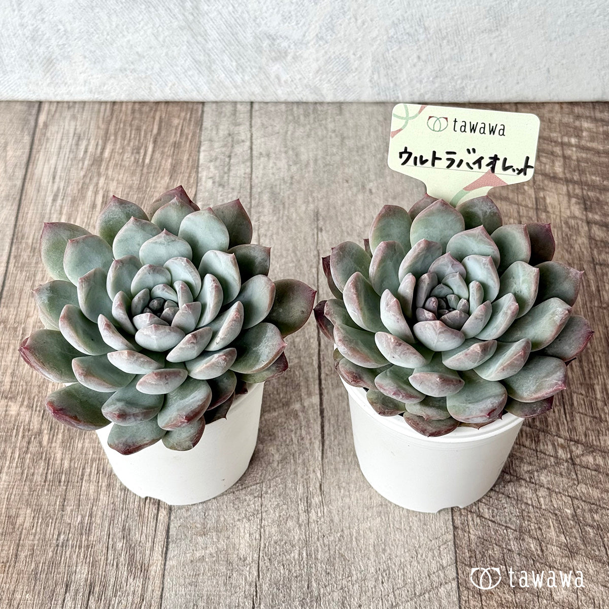 ウルトラバイオレット【tawawaハウス苗】
