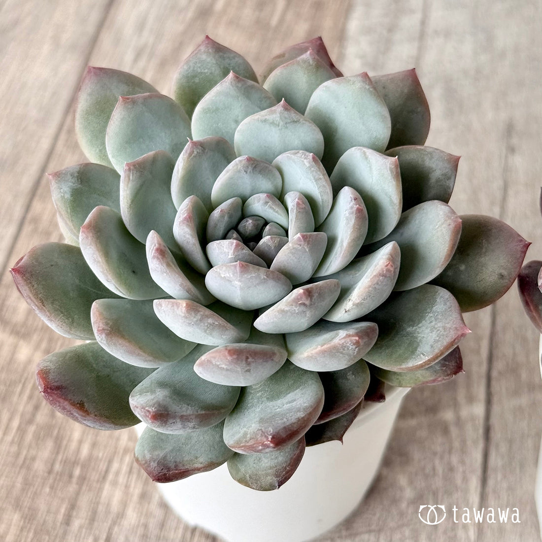 ウルトラバイオレット【tawawaハウス苗】