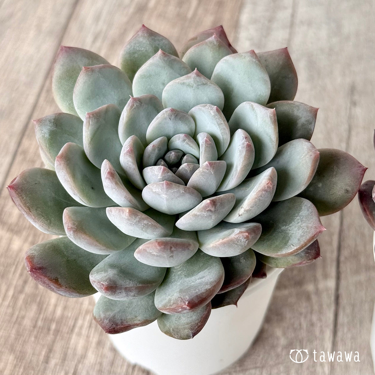 ウルトラバイオレット【tawawaハウス苗】