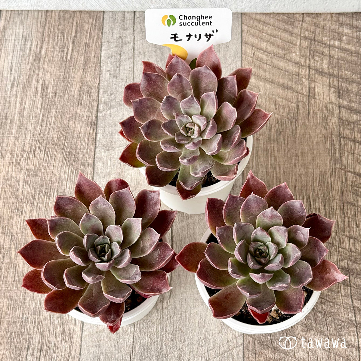 モナリザ(チャンヒー農園)【tawawaハウス苗】