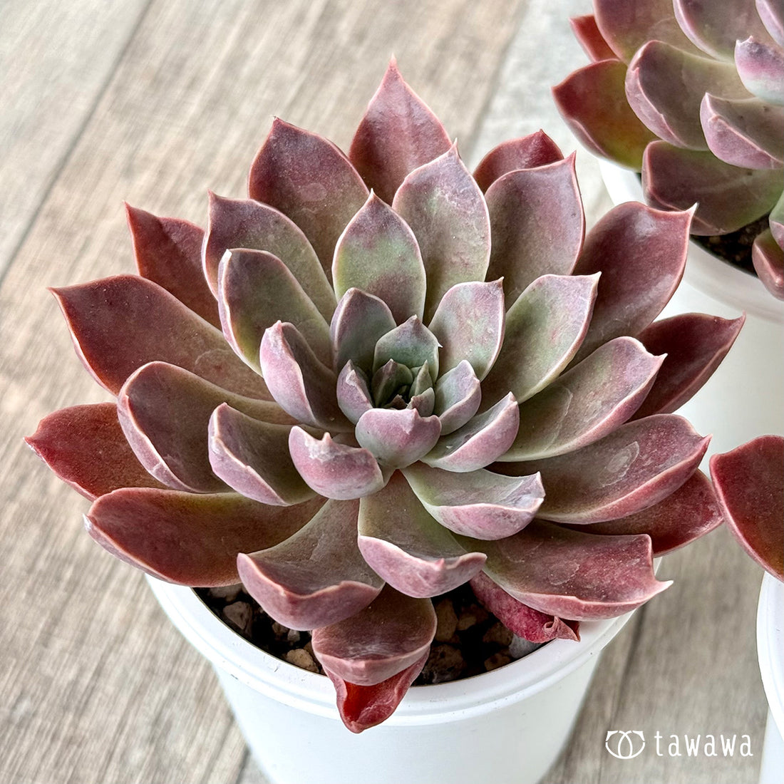 モナリザ(チャンヒー農園)【tawawaハウス苗】