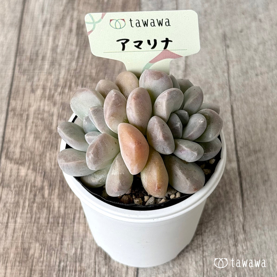 *新発売* アマリナ【tawawaハウス苗】