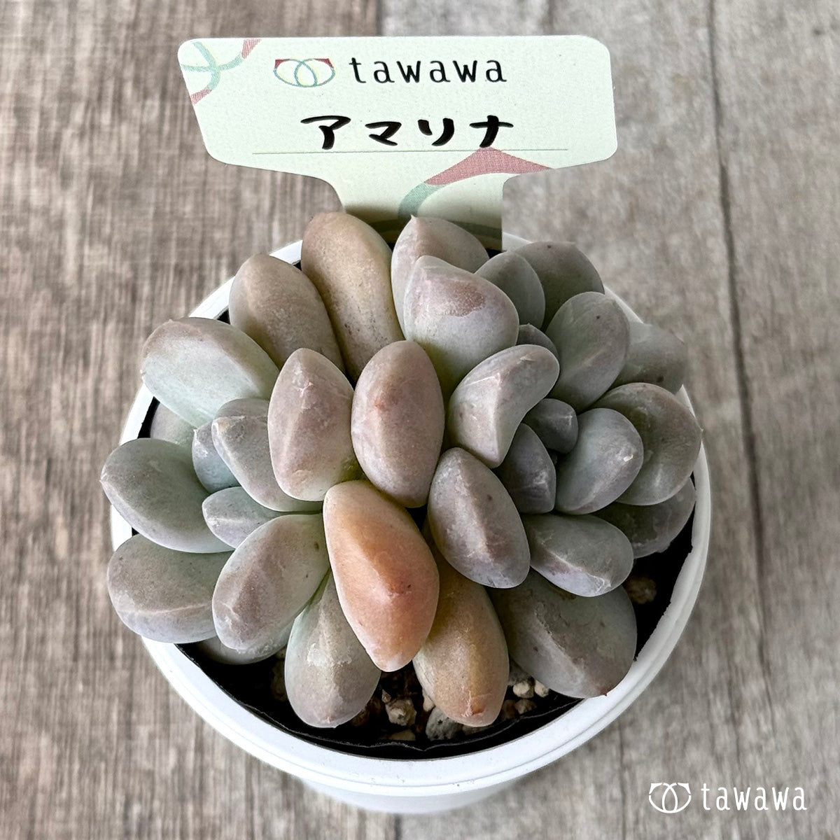 *新発売* アマリナ【tawawaハウス苗】