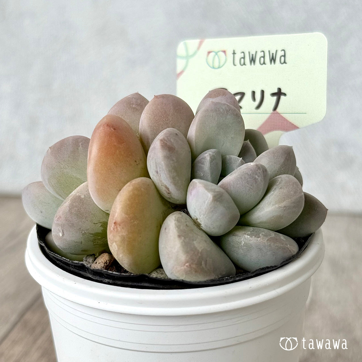 *新発売* アマリナ【tawawaハウス苗】