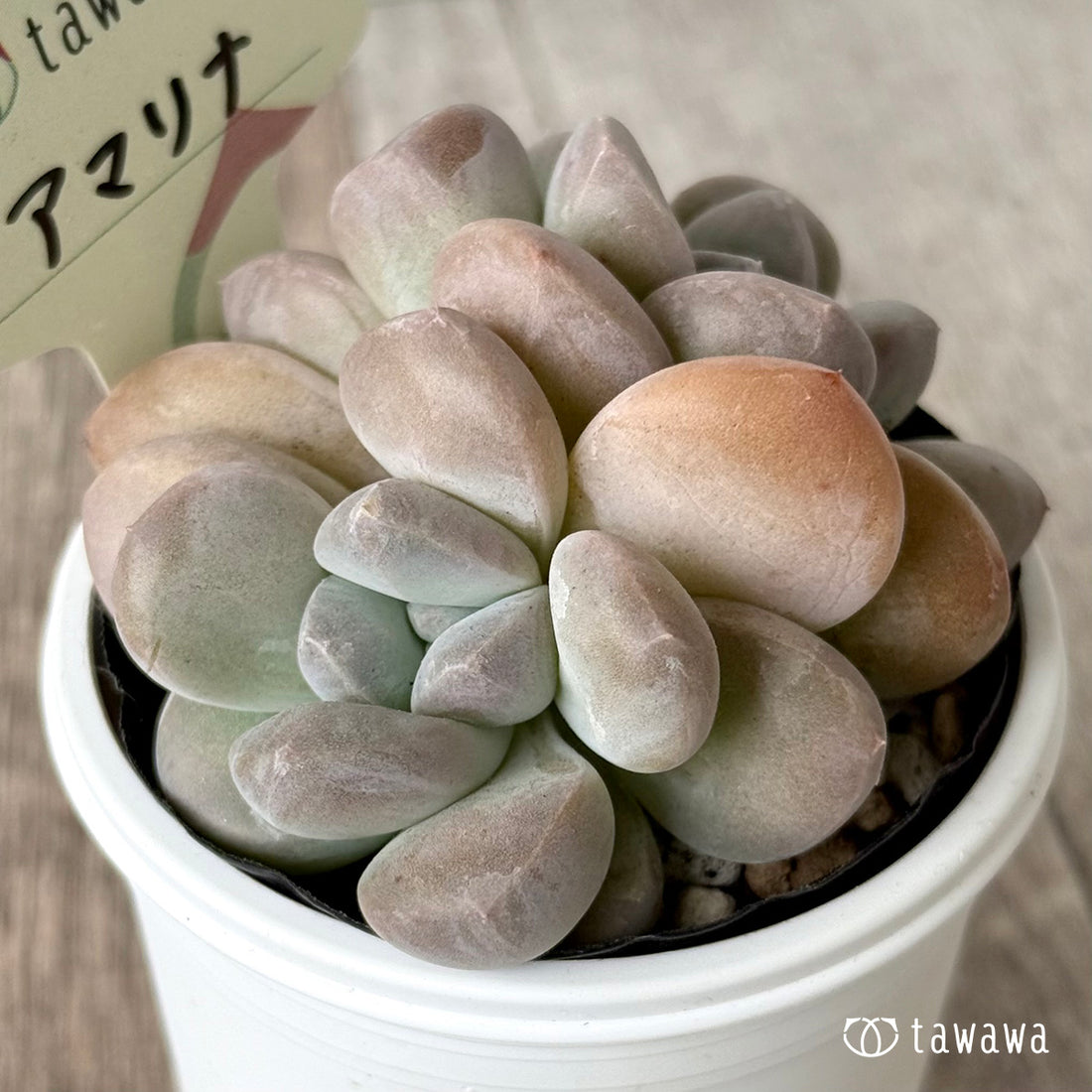 *新発売* アマリナ【tawawaハウス苗】