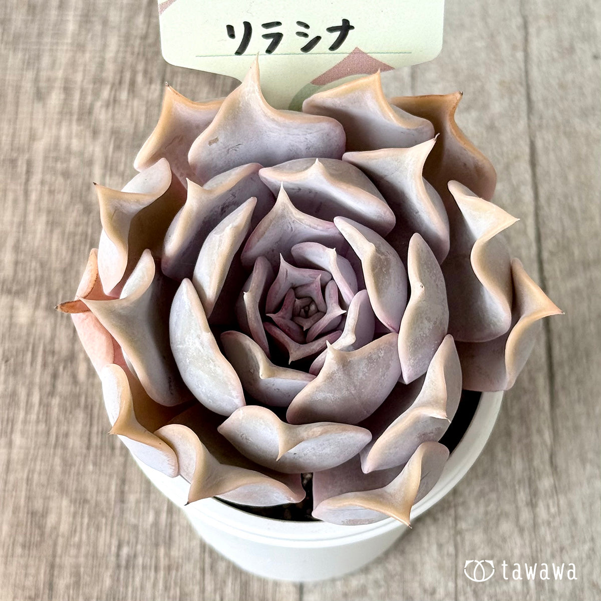 Lilacina