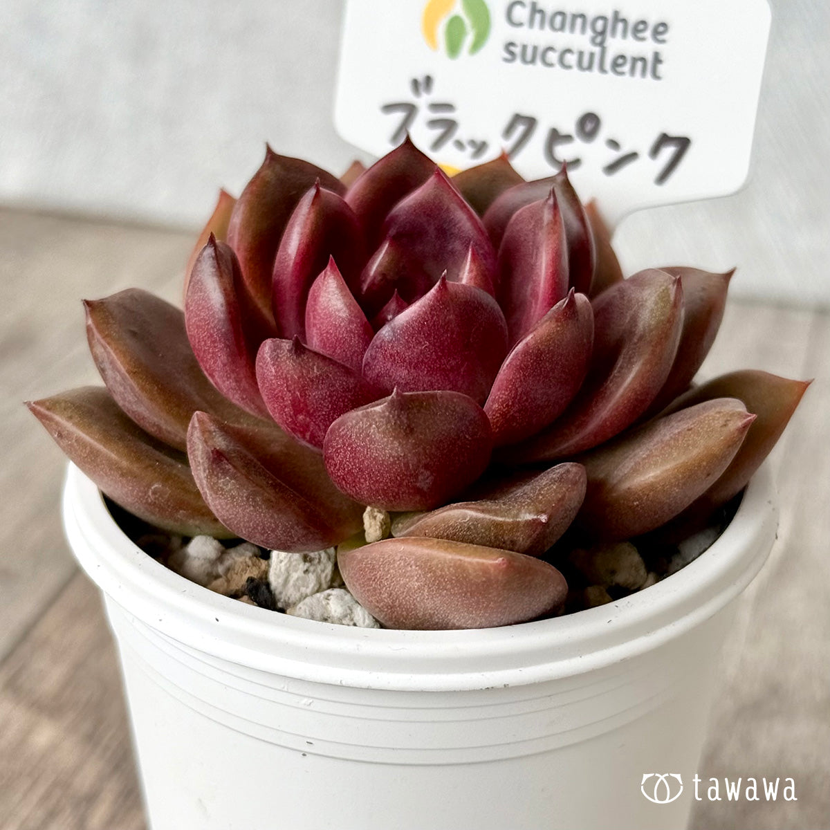 ブラックピンク(チャンヒー農園)【tawawaハウス苗】