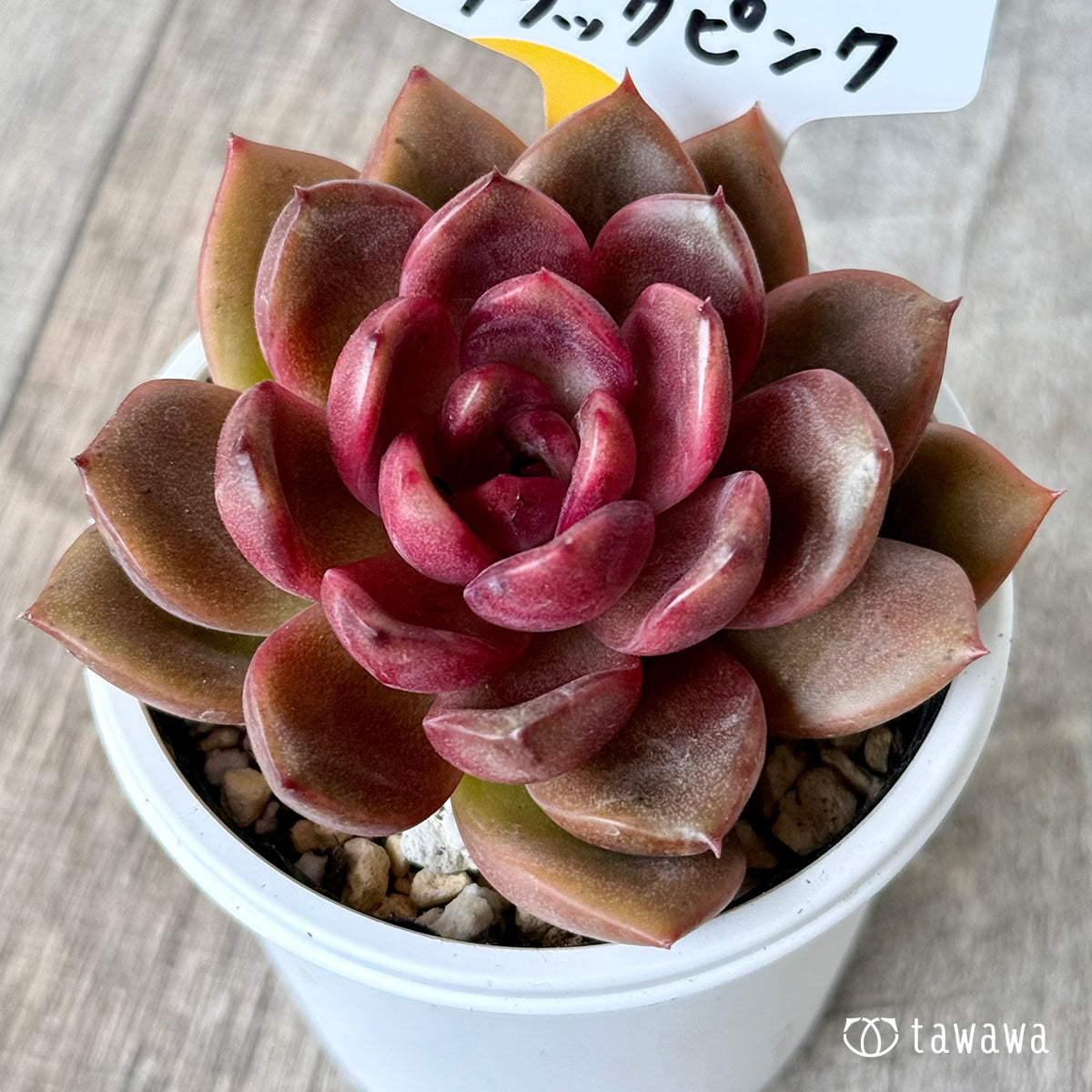 ブラックピンク(チャンヒー農園)【tawawaハウス苗】