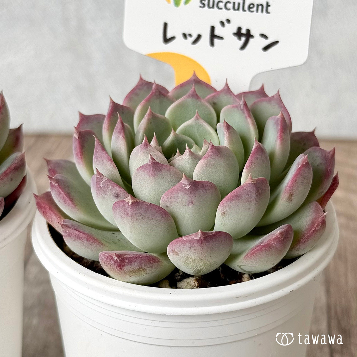 レッドサン②(チャンヒー農園)【tawawaハウス苗】