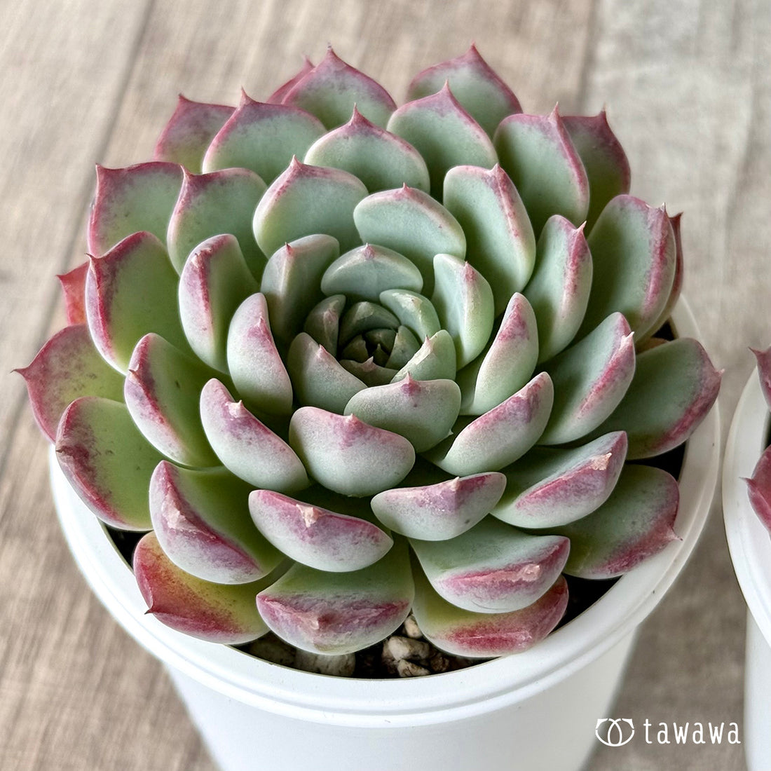 New Arrivals: Ice Green