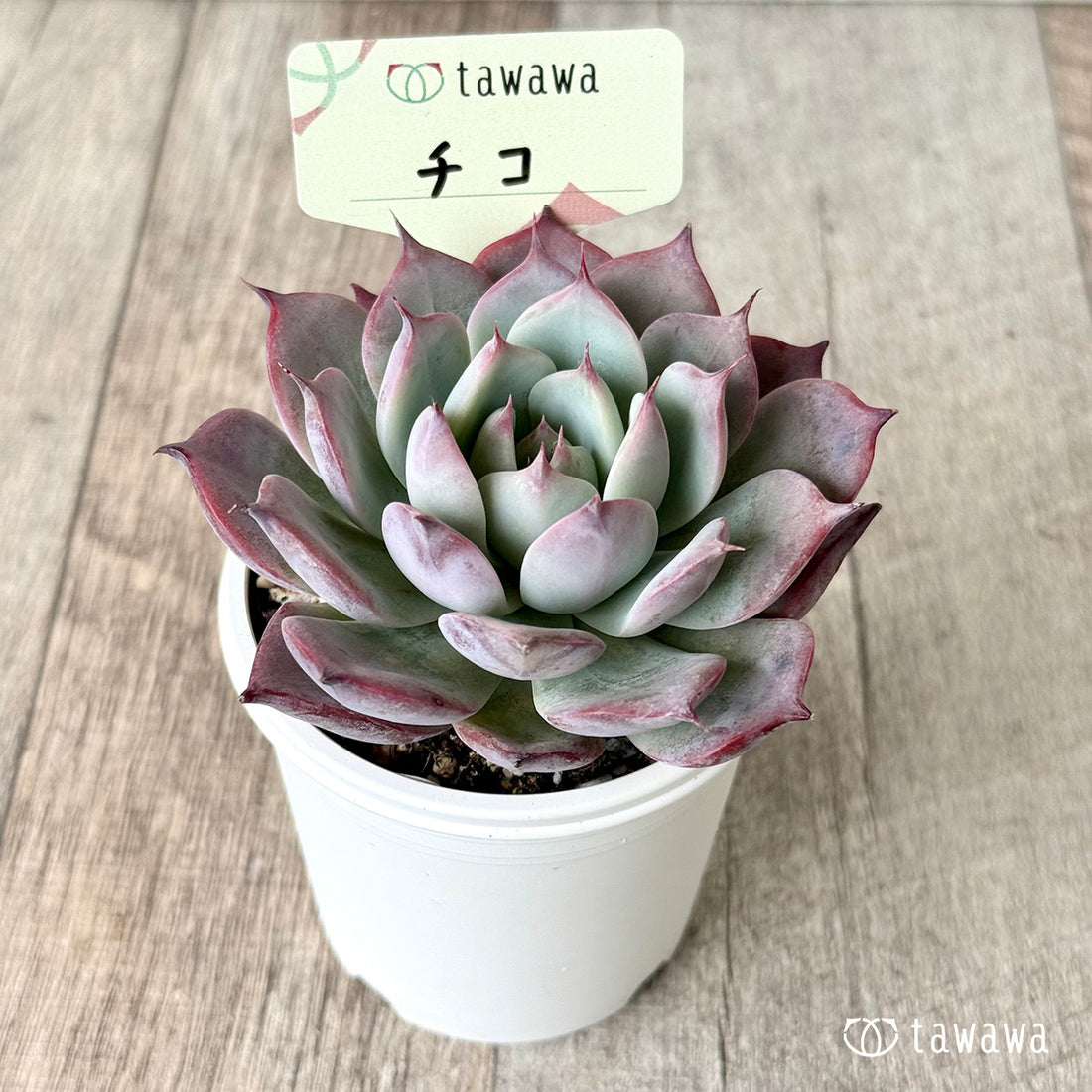 *新発売* チコ(エアーマジック農園)【tawawaハウス苗】