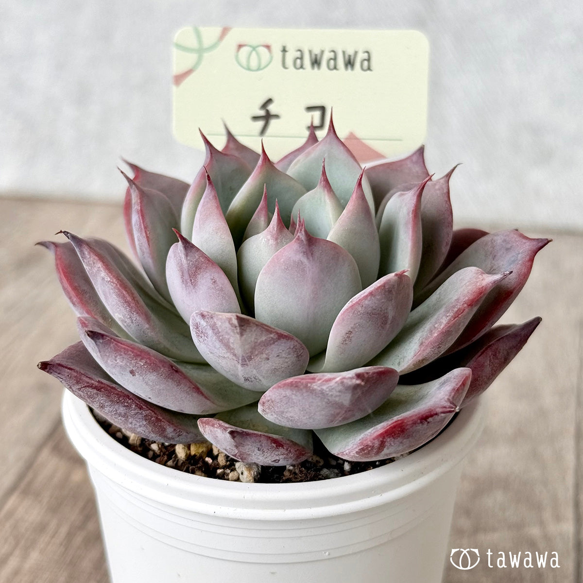 *新発売* チコ(エアーマジック農園)【tawawaハウス苗】