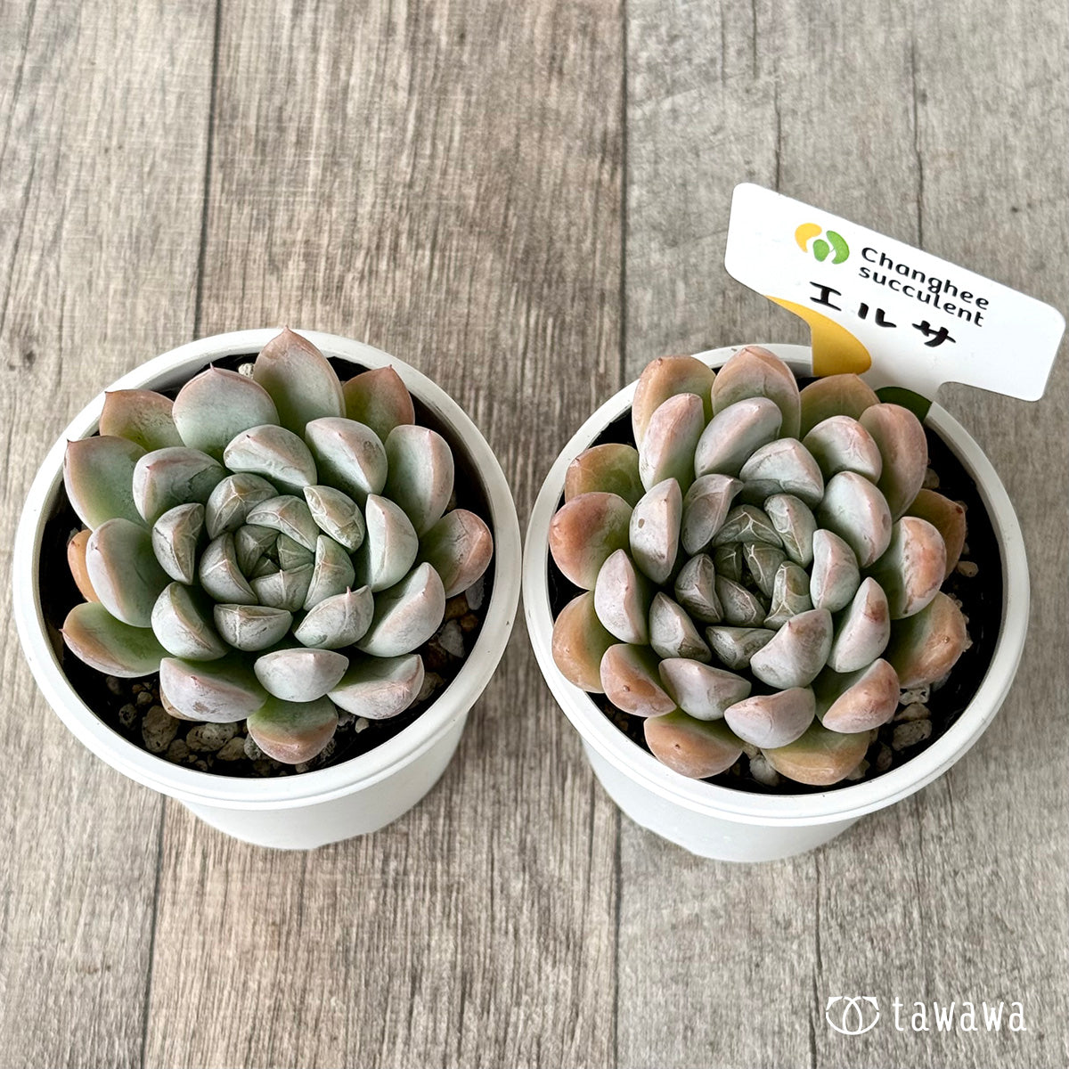 エルサ(チャンヒー農園) 【tawawaハウス苗】