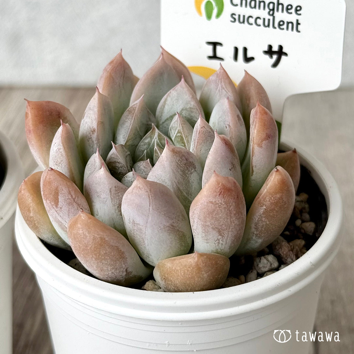 エルサ(チャンヒー農園) 【tawawaハウス苗】