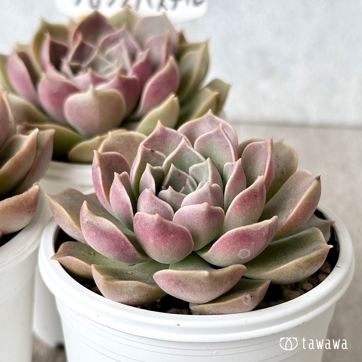 ブロンズパステル(チャンヒー農園)【tawawaハウス苗】