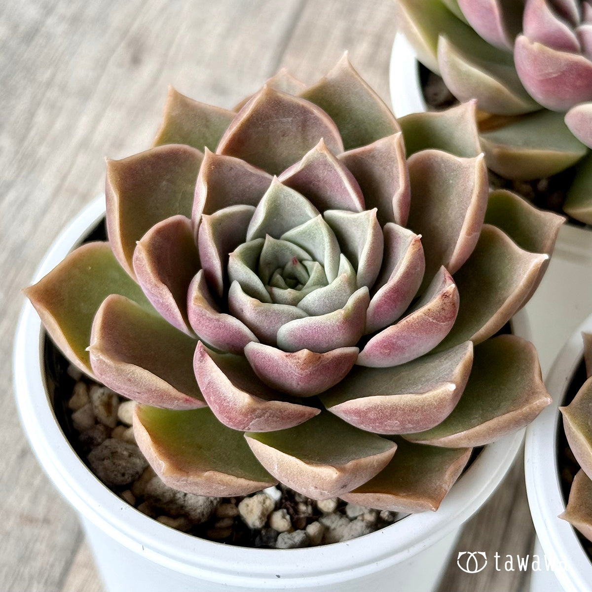 ブロンズパステル(チャンヒー農園)【tawawaハウス苗】