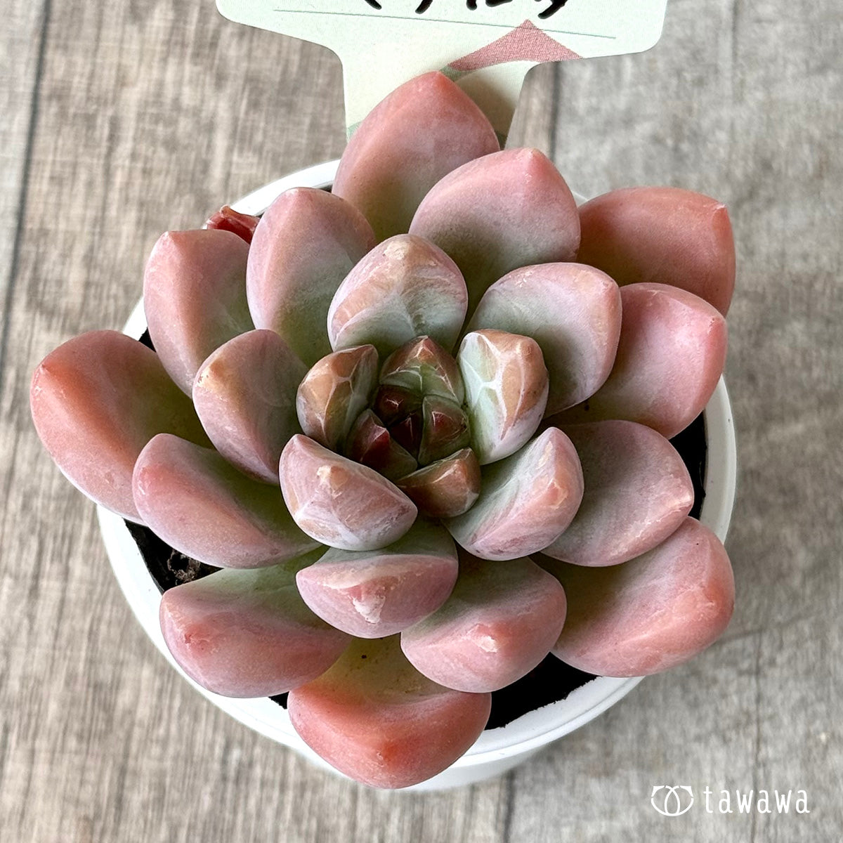 マチルダ(エアーマジック農園))【tawawaハウス苗】