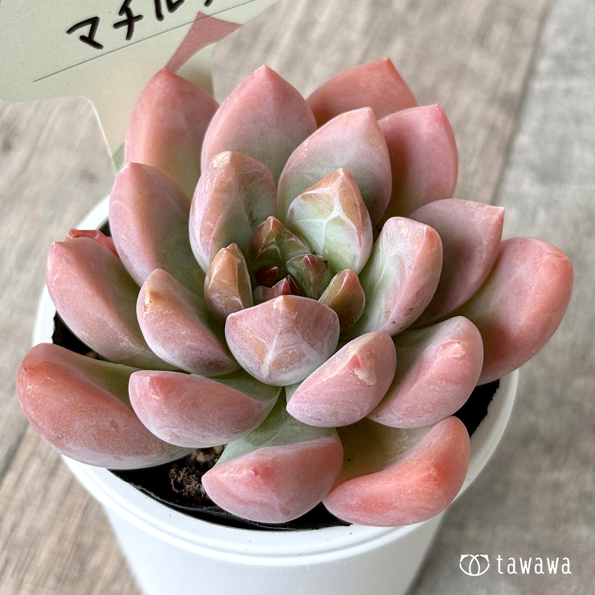 マチルダ(エアーマジック農園))【tawawaハウス苗】