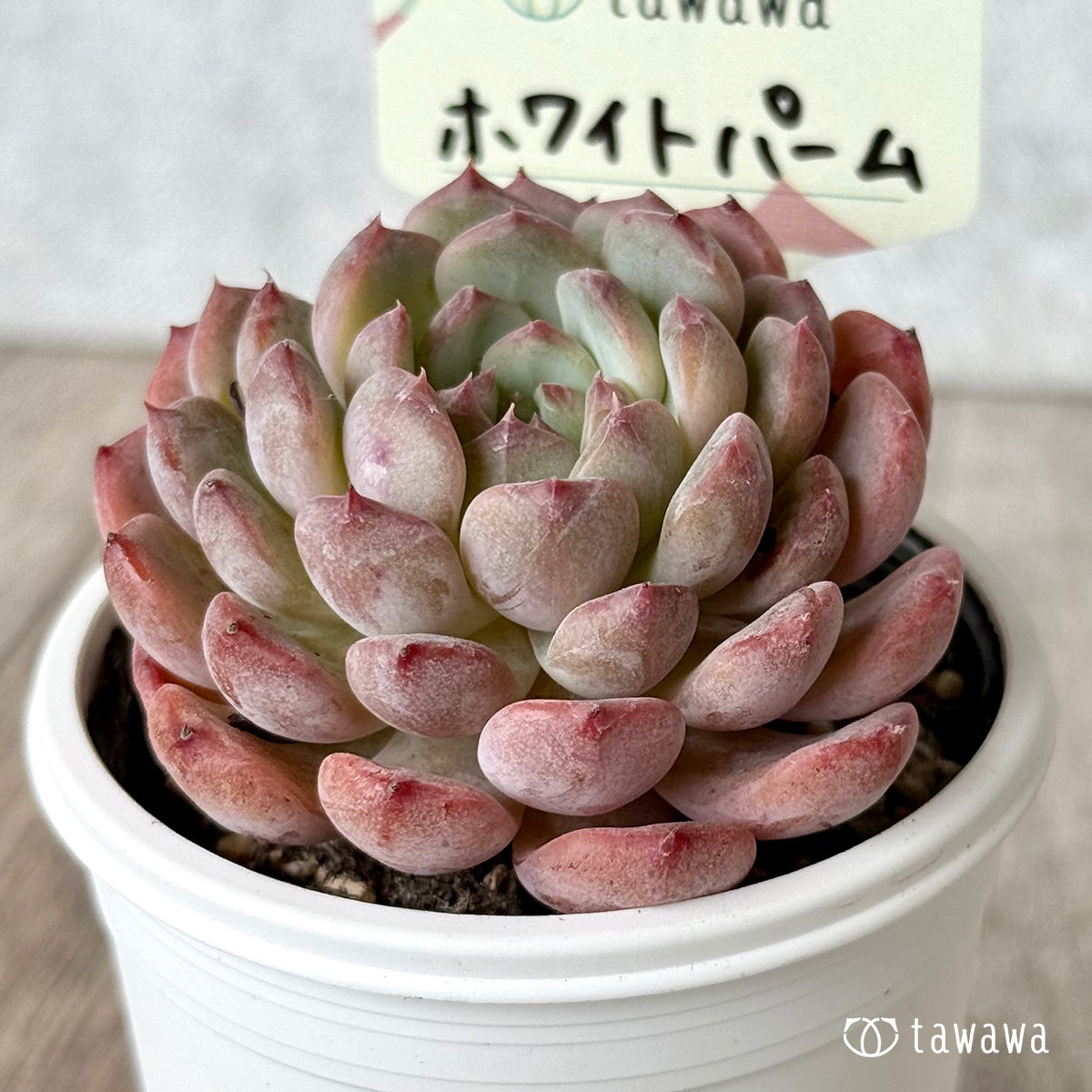 *新発売* ホワイトパーム【tawawaハウス苗】