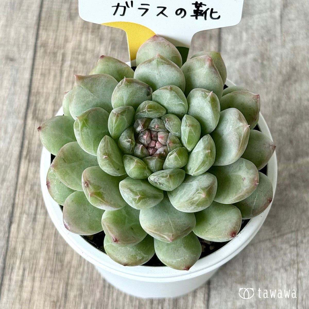 *新発売* ガラスの靴(チャンヒー農園)【tawawaハウス苗】