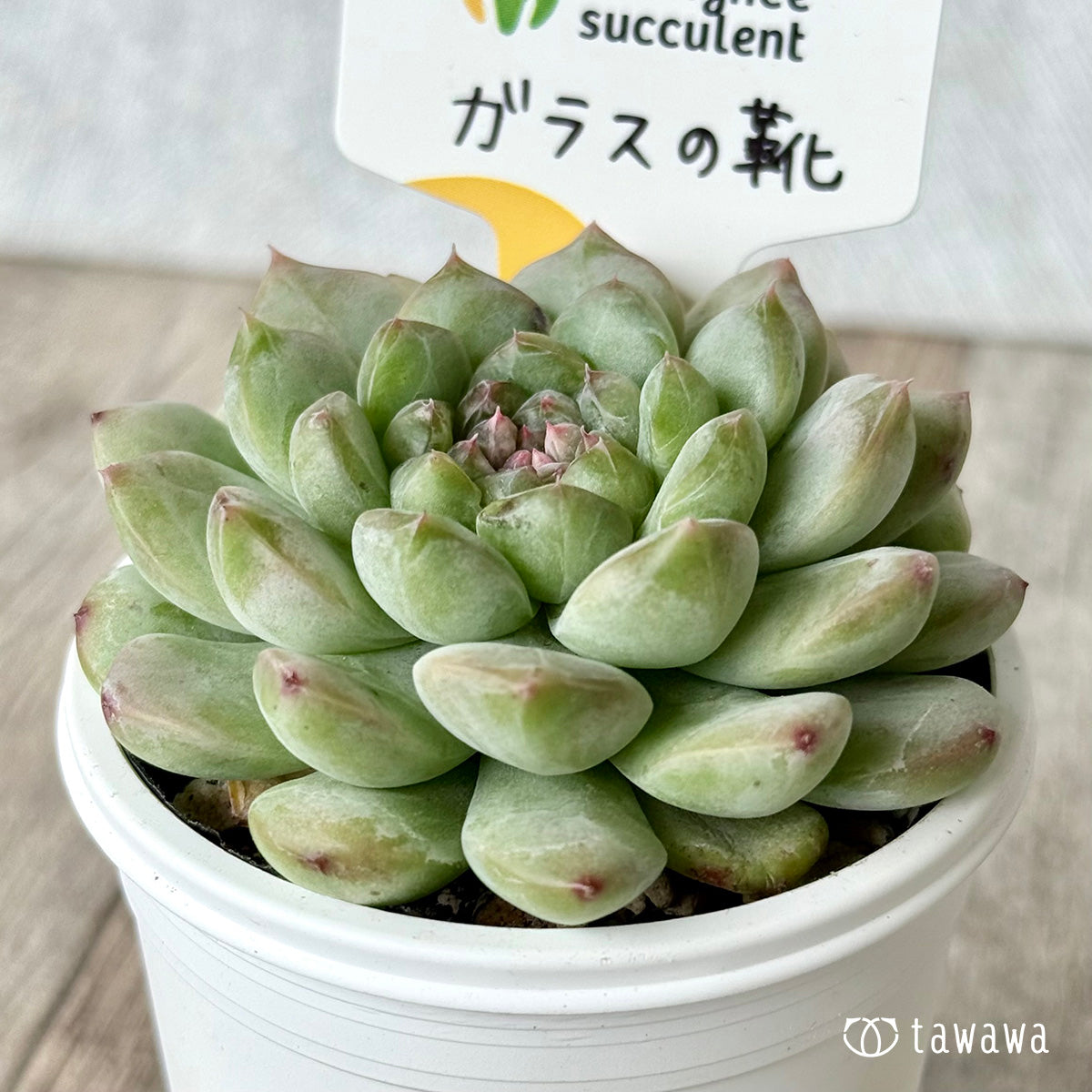 *新発売* ガラスの靴(チャンヒー農園)【tawawaハウス苗】
