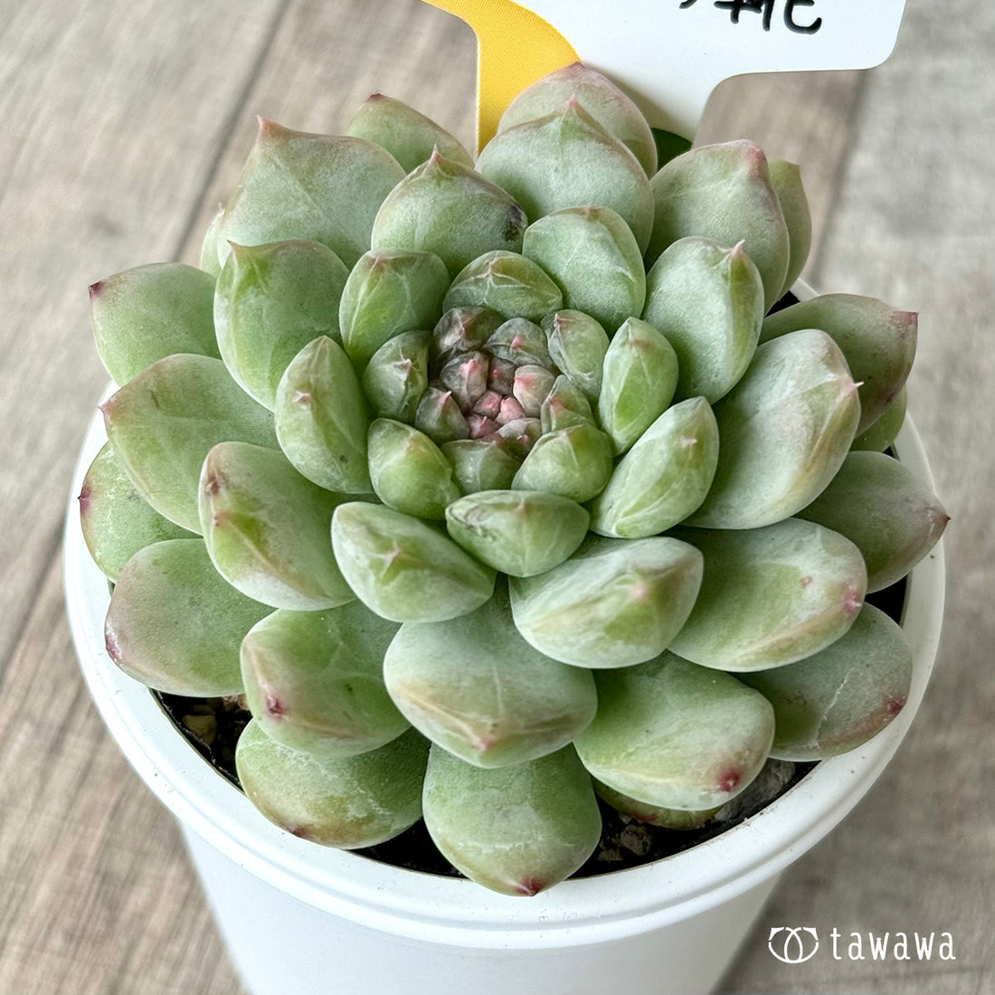 *新発売* ガラスの靴(チャンヒー農園)【tawawaハウス苗】