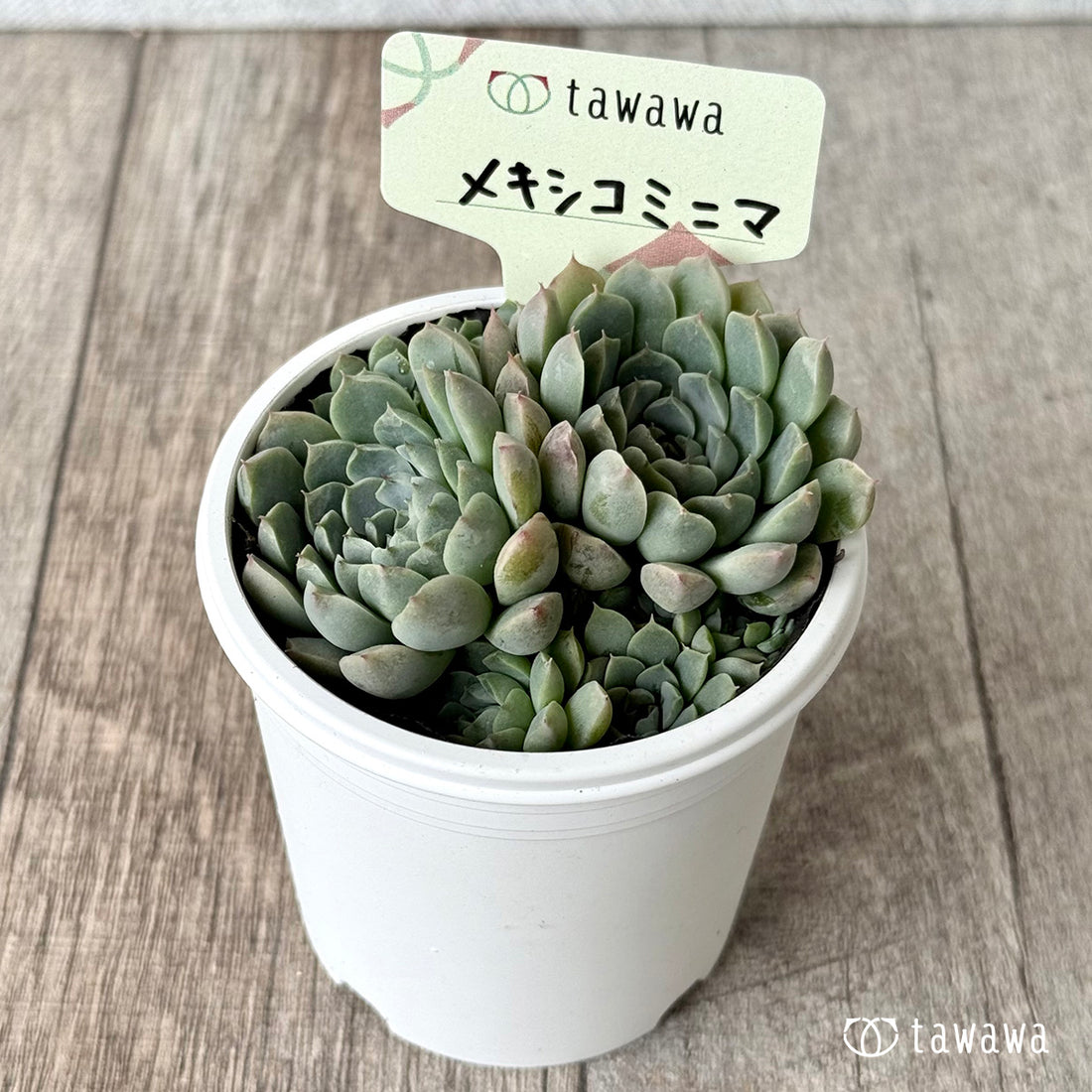 メキシコミニマ【tawawaハウス苗】