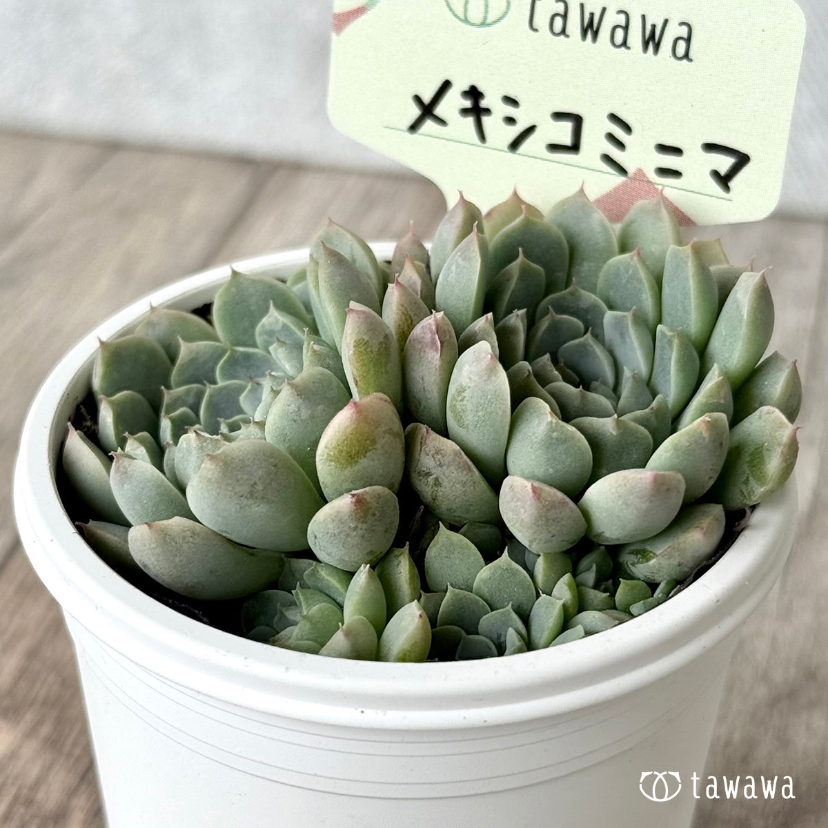 メキシコミニマ【tawawaハウス苗】