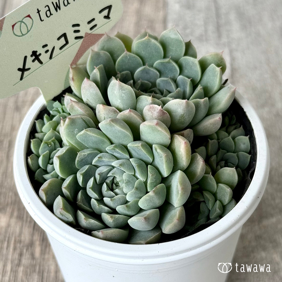 メキシコミニマ【tawawaハウス苗】