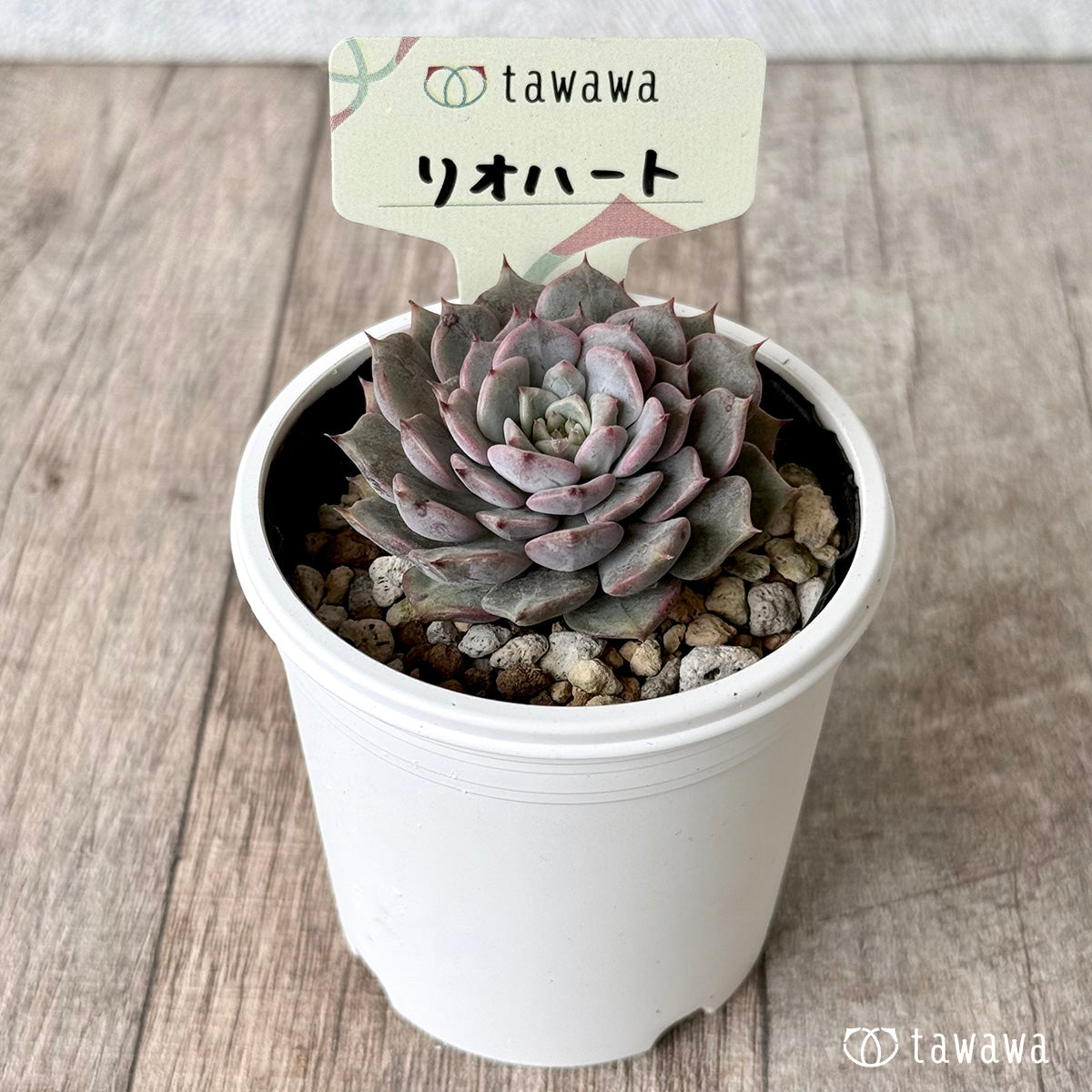 リオハート【tawawaハウス苗】