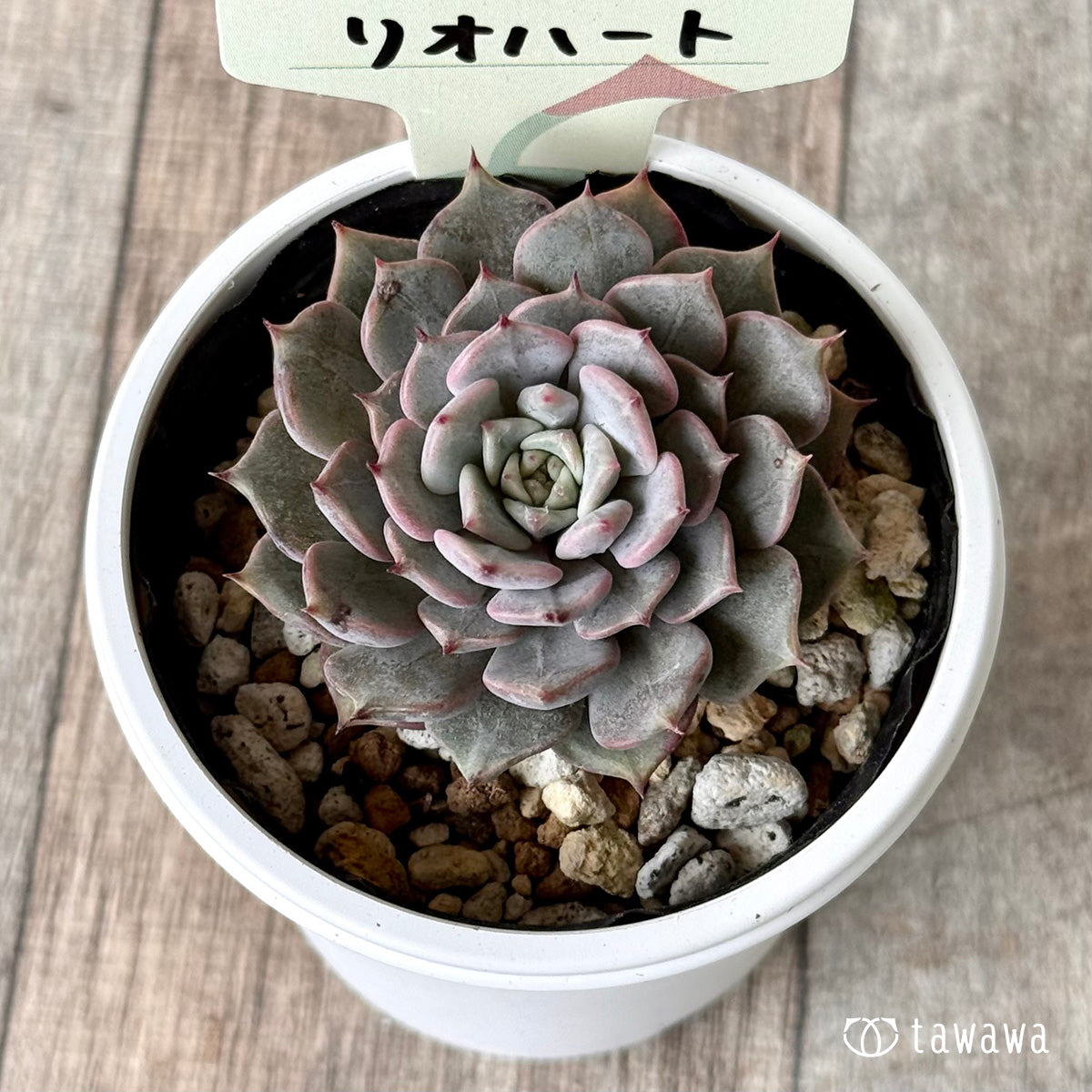 リオハート【tawawaハウス苗】