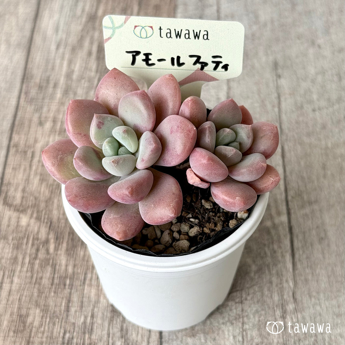 アモールファティ(双頭)【tawawaハウス苗】